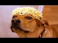 FUNNIEST DOGS EVER 7
